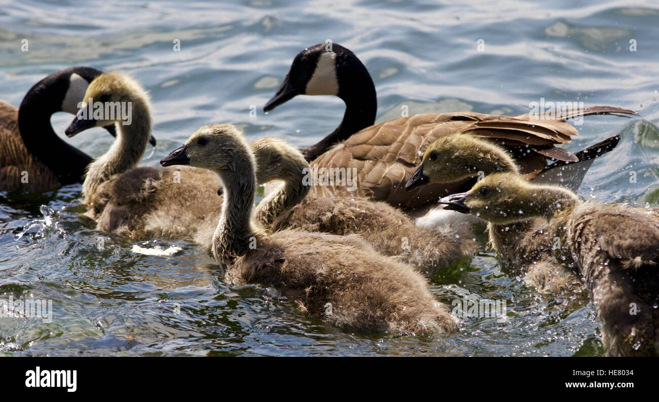 Bella foto isolate di pulcini di Oche del Canada il nuoto nel lago Foto Stock