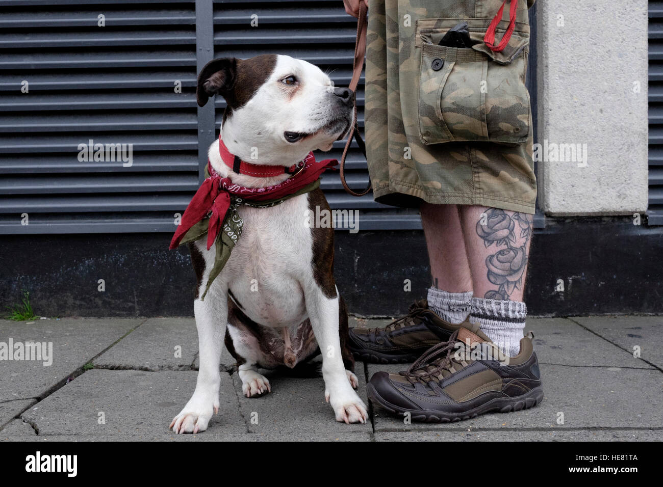 Ritratto di una Staffordshire Bull Terrier accanto ai suoi proprietari tatuato gambe. Il proprietario del carico da indossare pantaloncini corti e scarpe da passeggio. Foto Stock