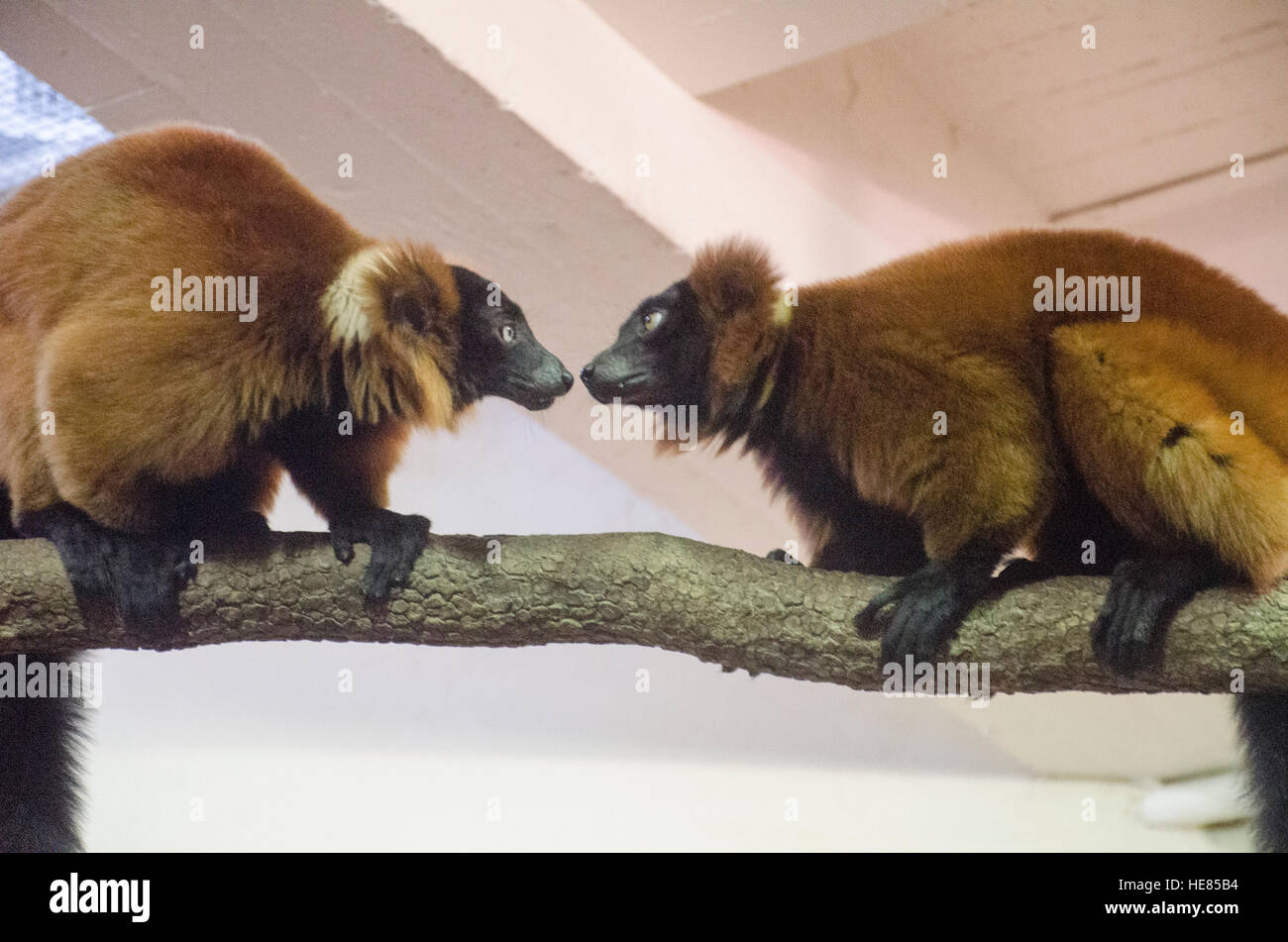 Red ruffed lemuri presso lo Zoo Nazionale di Washington DC Foto Stock