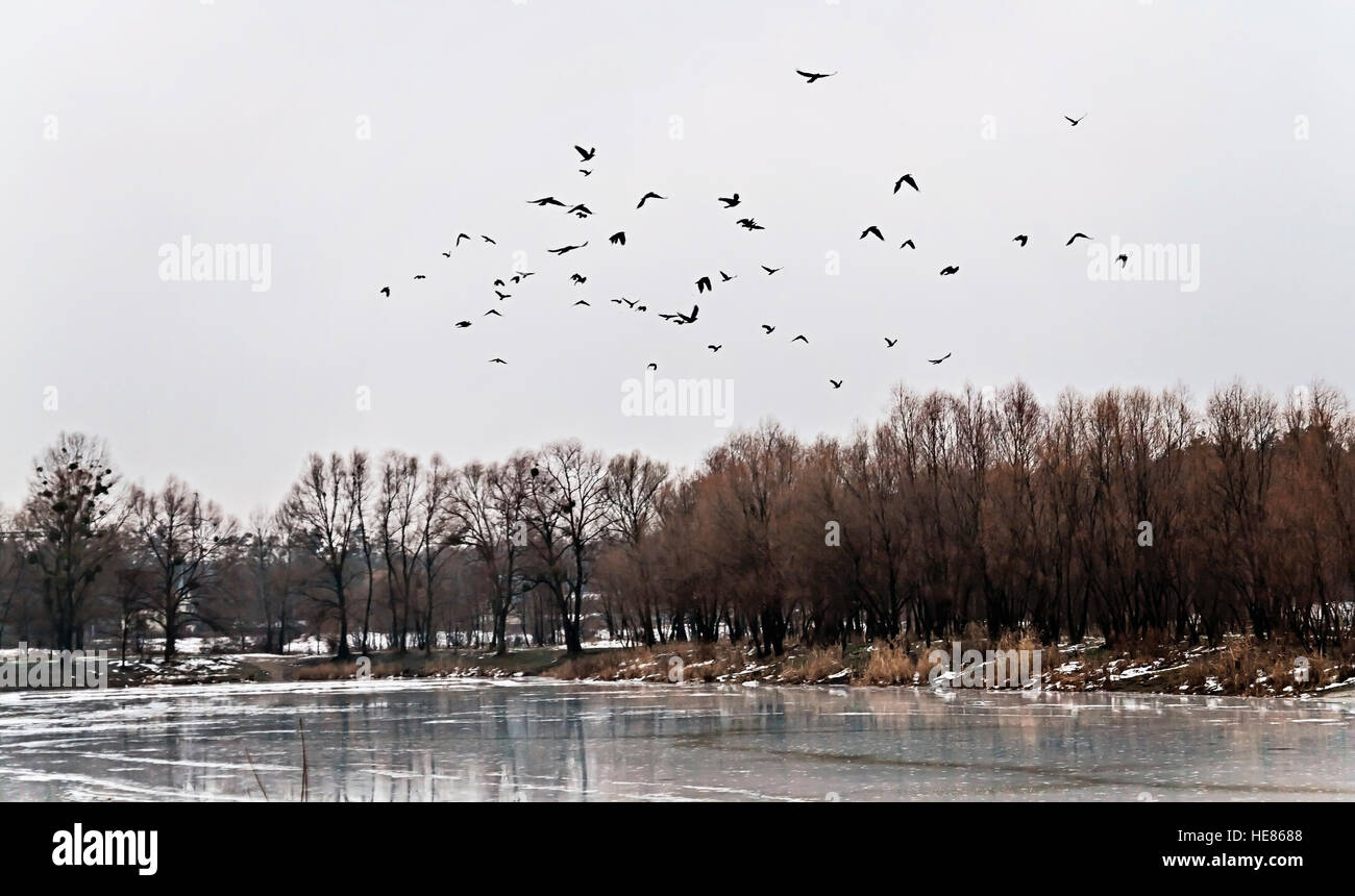 Stormo di uccelli volò sul lago ghiacciato e nevoso paesaggio forestale. Foto Stock
