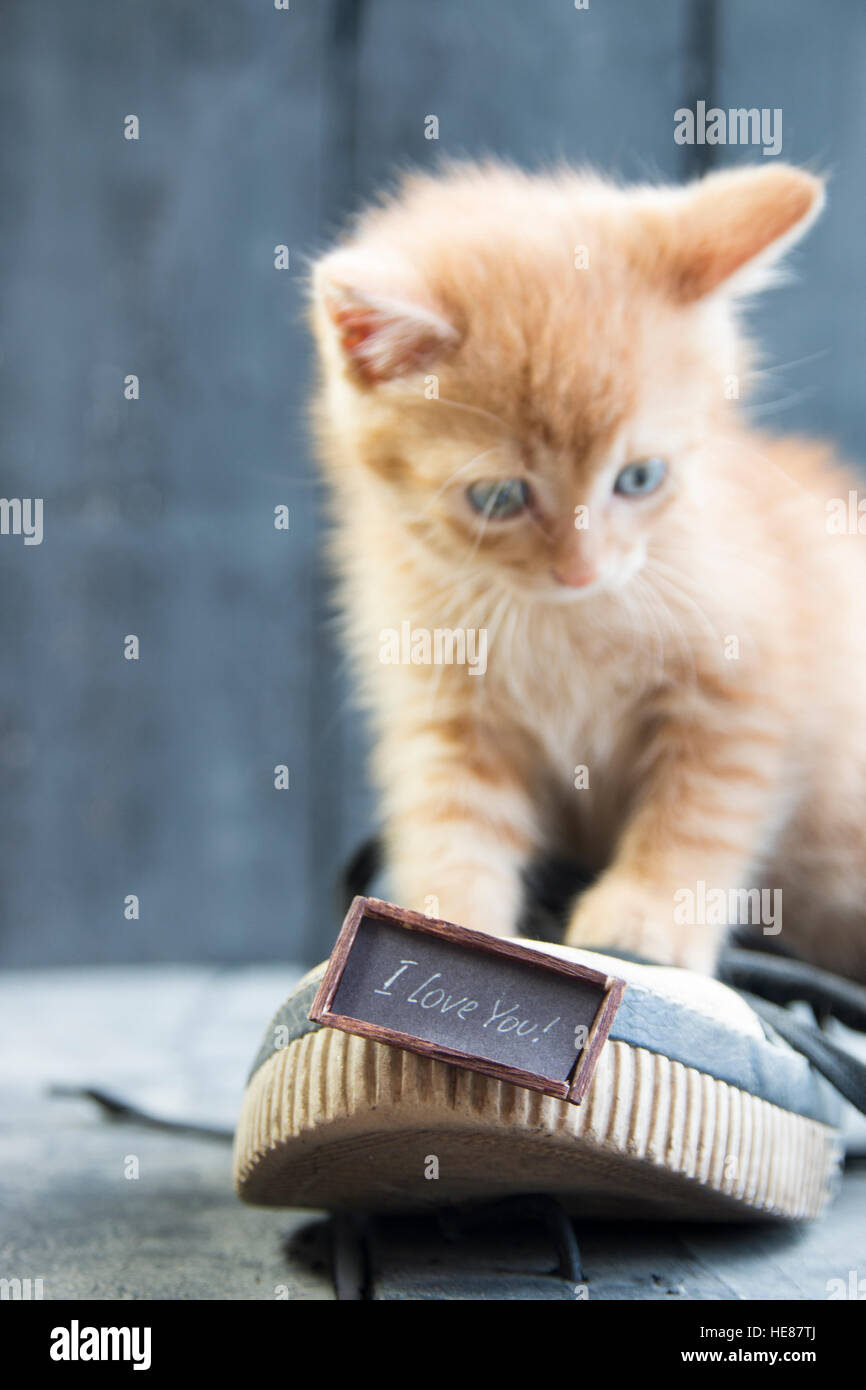 I love my cat immagini e fotografie stock ad alta risoluzione - Alamy
