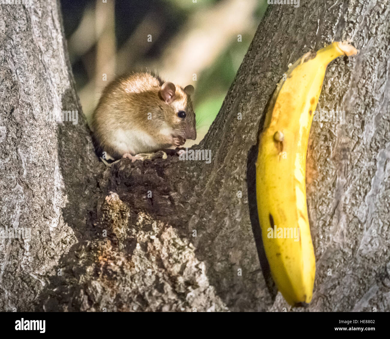 Spinifex hopping mouse (Notomys alexis), seduto su un ramo, alimentazione, Australia, SA, Adelaide. Foto Stock