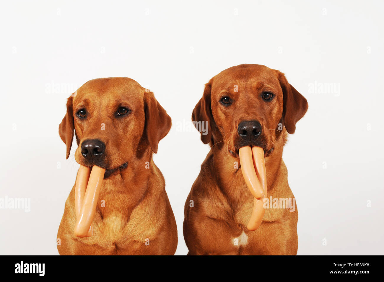Due Labrador Retriever con salsiccia in bocca Foto Stock