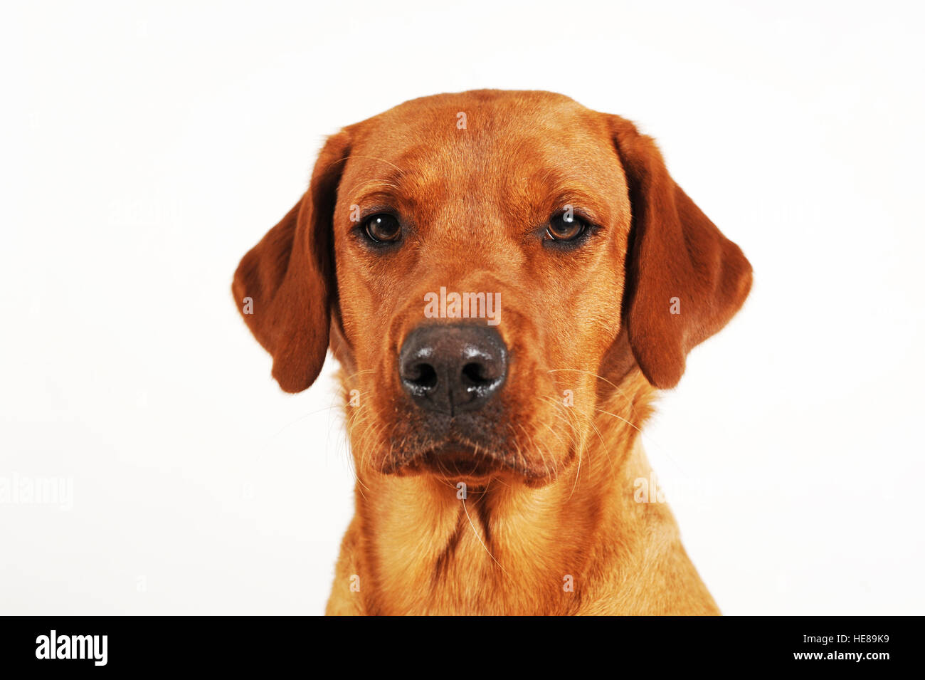 Il Labrador retriever giallo, cane, ritratto Foto Stock