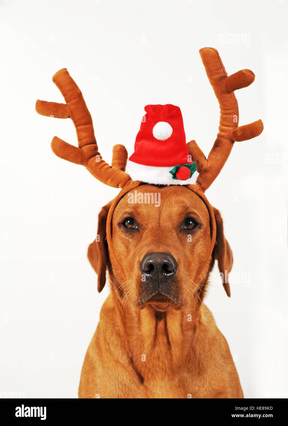 Il Labrador Retriever, femmina indossando i palchi, ritratto, Natale Foto Stock