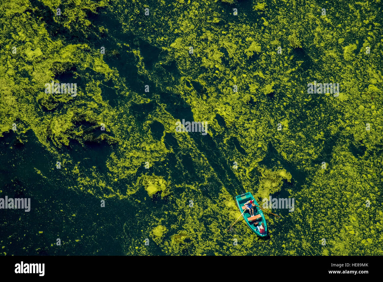 Vista aerea del canotto che viaggiano attraverso l acqua erbaccia, Kemnader serbatoio, Witten, distretto della Ruhr, Nord Reno-Westfalia, Germania Foto Stock