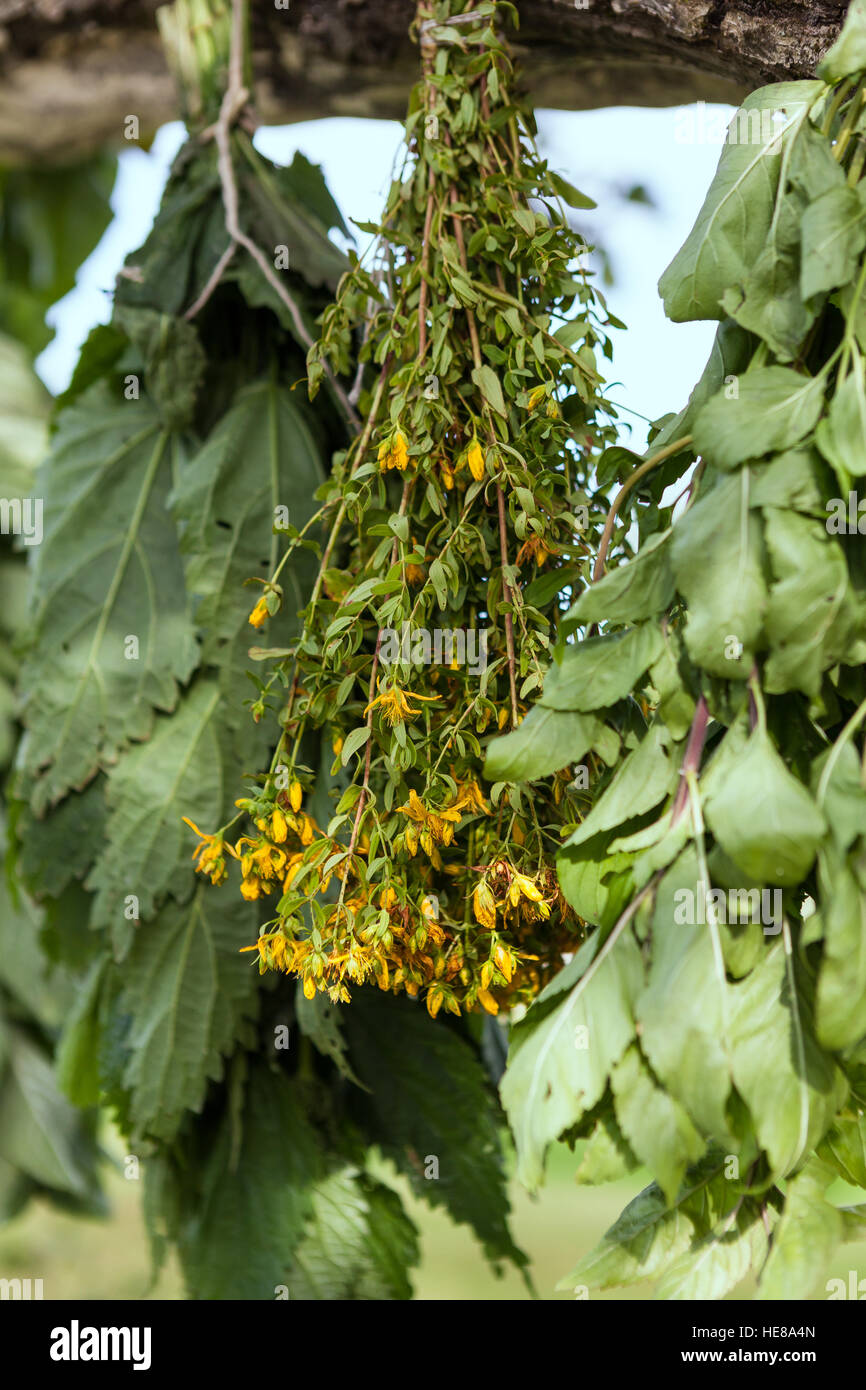 Essiccamento fresche erbe mediche: ortica,San Giovanni vale la pena,melissa in ombra. Foto Stock