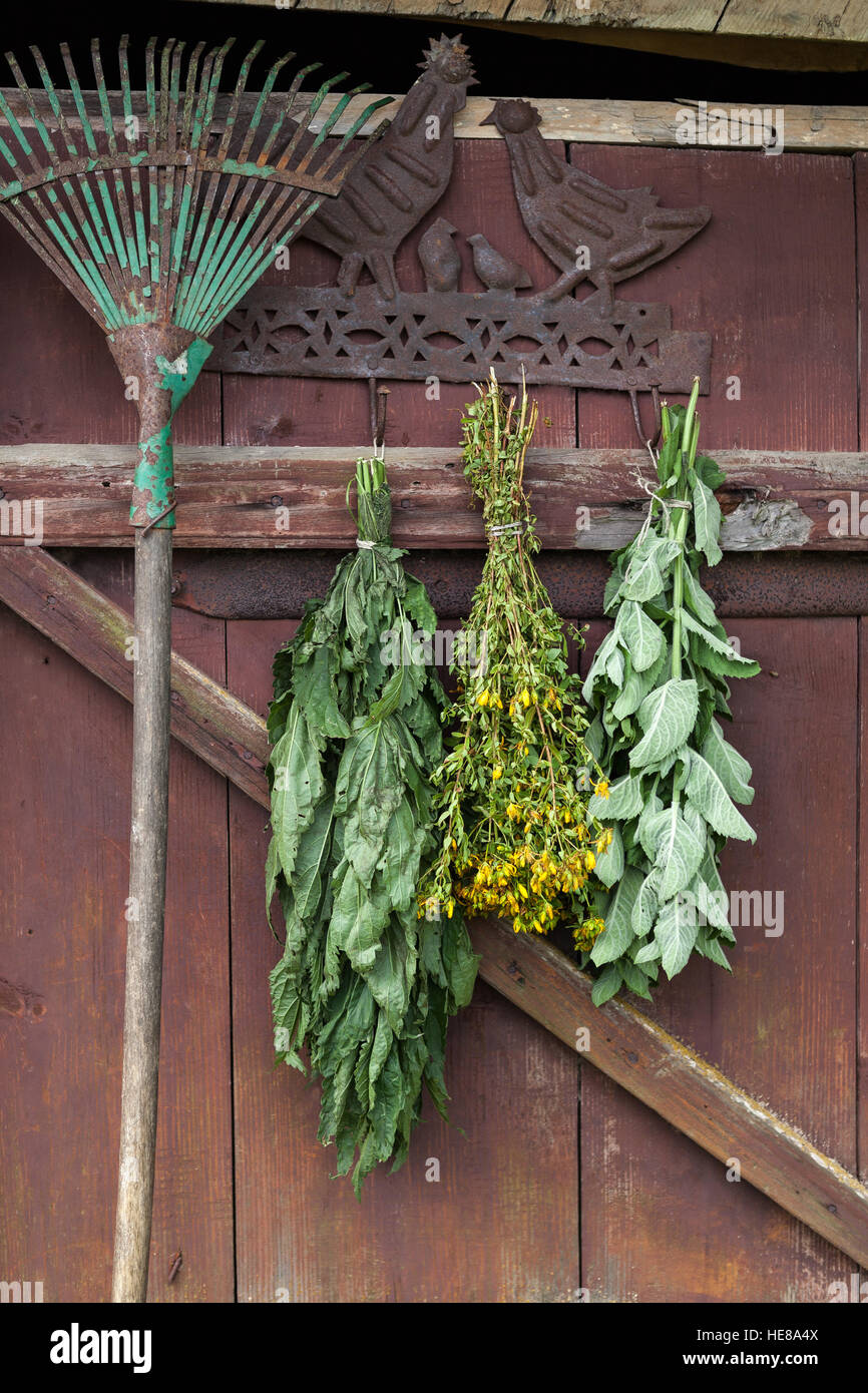 Essiccamento fresche erbe mediche in ombra. Foto Stock