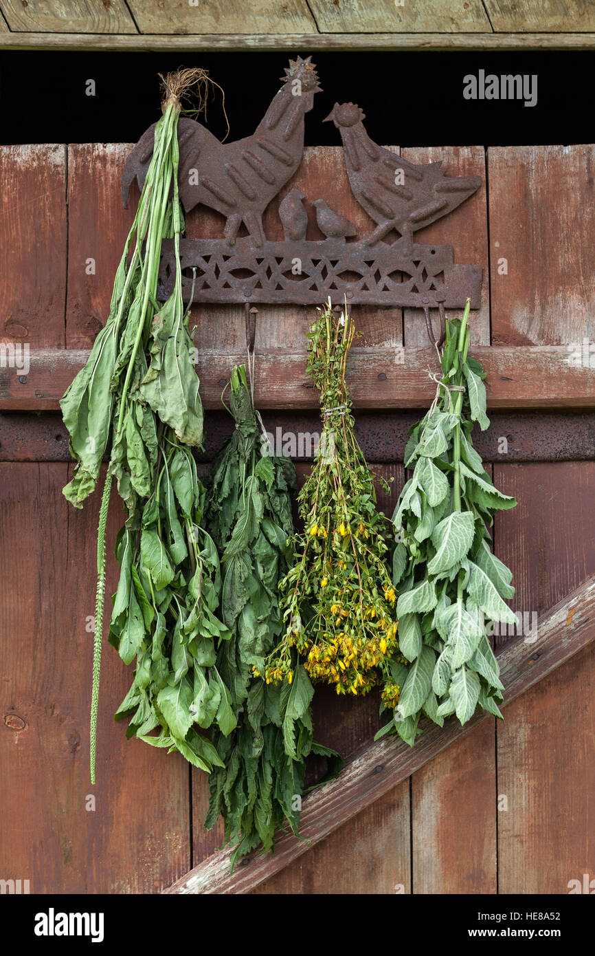Essiccamento fresche erbe mediche - menta,l'ortica e St Johns Wort Foto Stock
