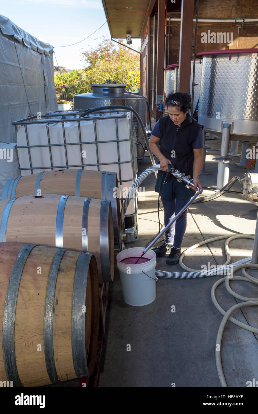 Cantina lavoratore, area di fermentazione, vini repris, Sonoma, Sonoma County, California, Stati Uniti, America del nord Foto Stock