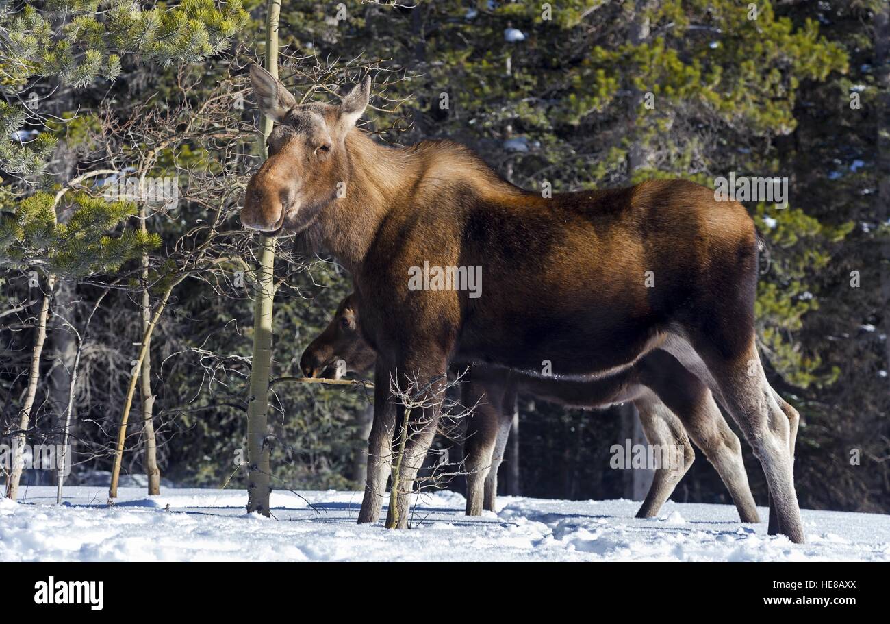 Mama alci (Alces alces) e vitello in cerca di cibo dopo inizio nevicata a Kananaskis Paese vicino al Parco Nazionale di Banff Montagne Rocciose Alberta Canada Foto Stock