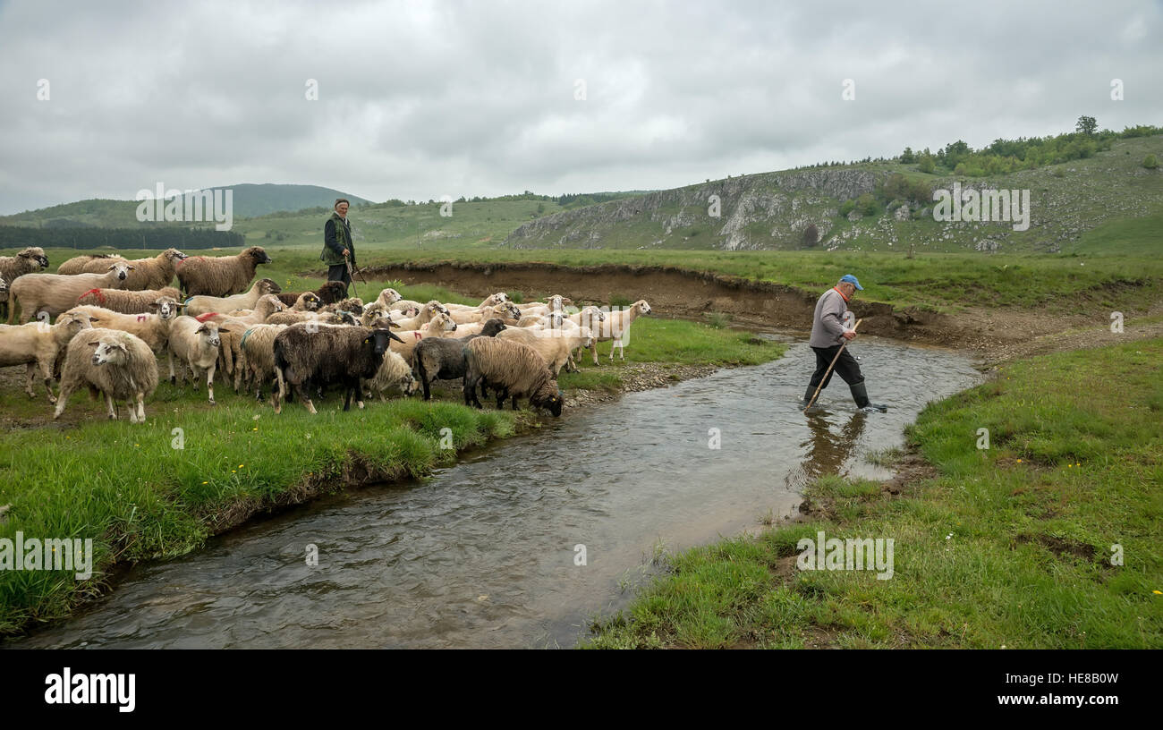 Brezovica, Serbia - 12 Maggio 2016: la mungitura di ovini in Brezovica sulla casa di montagna Foto Stock