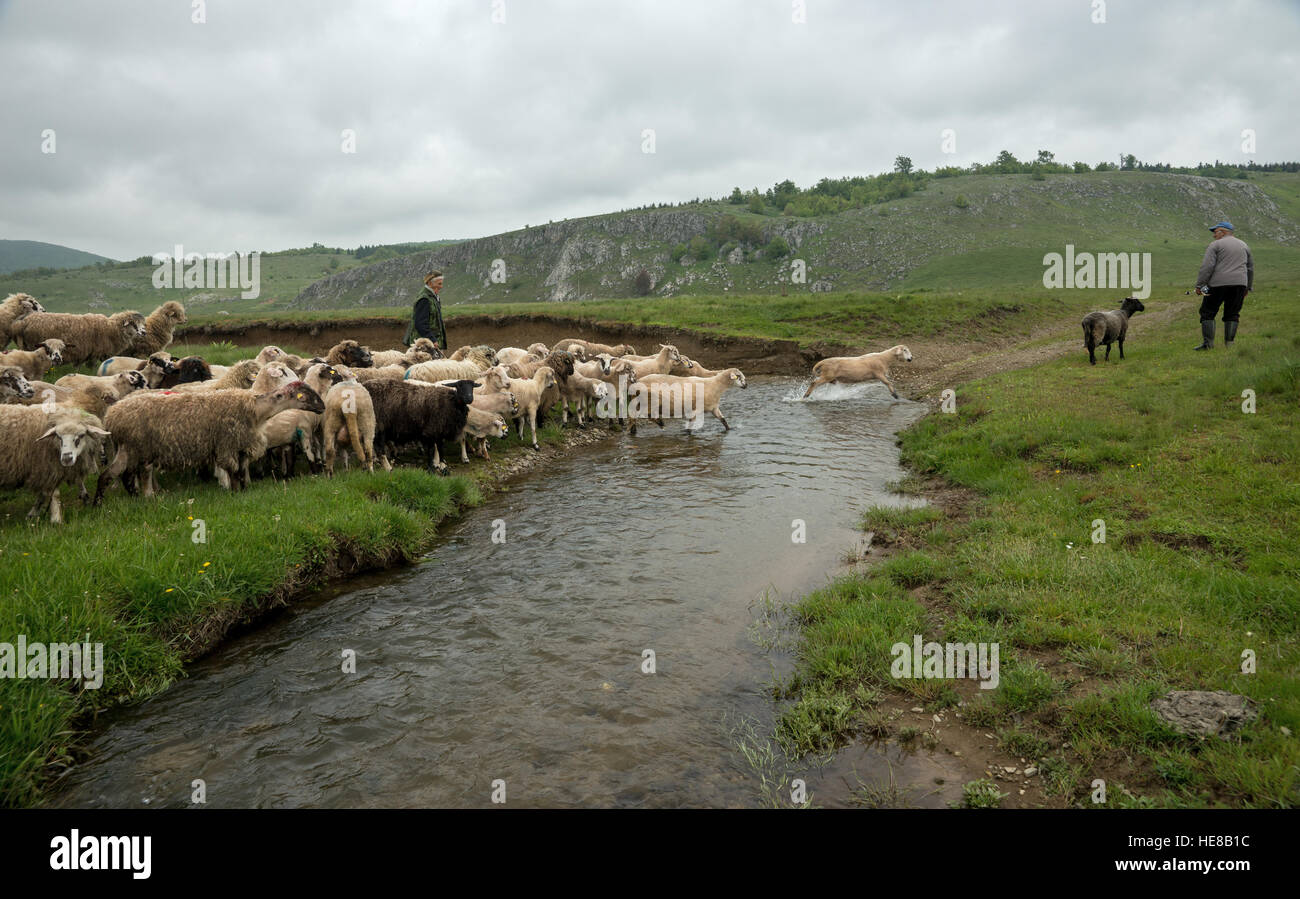 Brezovica, Serbia - 12 Maggio 2016: la mungitura di ovini in Brezovica sulla casa di montagna Foto Stock