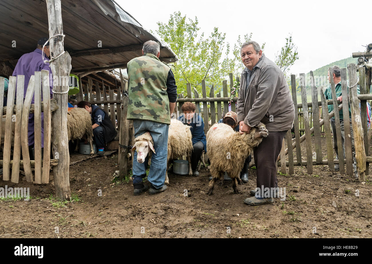 Brezovica, Serbia - 12 Maggio 2016: la mungitura di ovini in Brezovica sulla casa di montagna Foto Stock