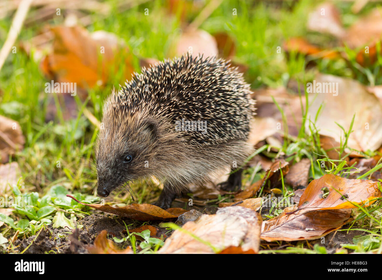I capretti lo sniffing hedgehog in erba Foto Stock