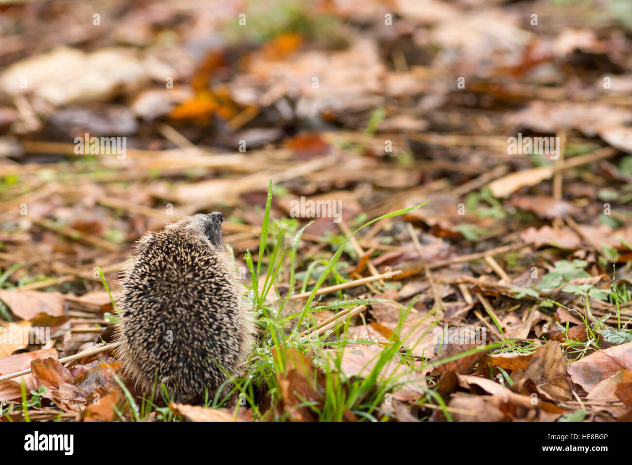 I capretti lo sniffing hedgehog aria in foglie di autunno Foto Stock