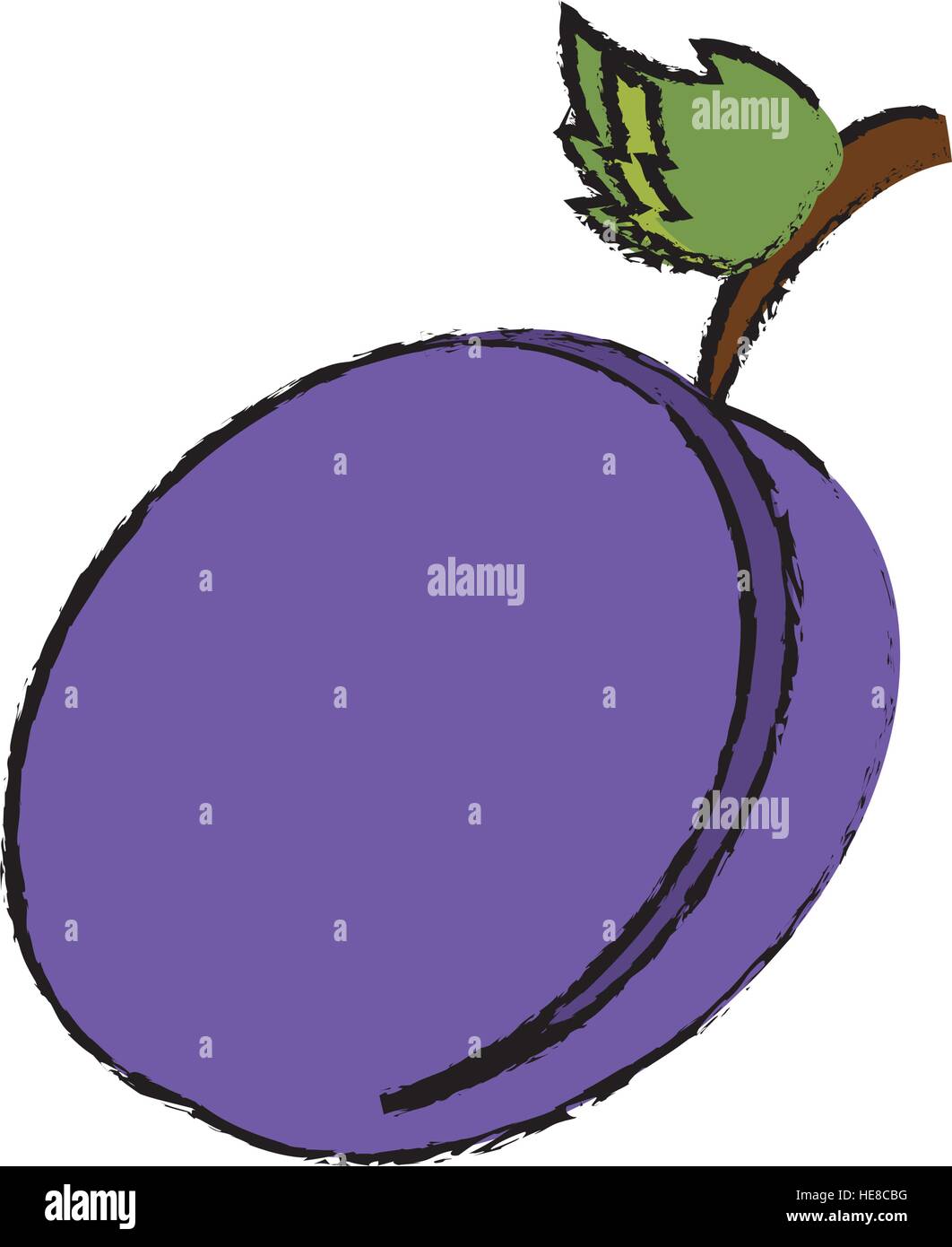 Disegno di prugne frutta organica Immagine e Vettoriale - Alamy