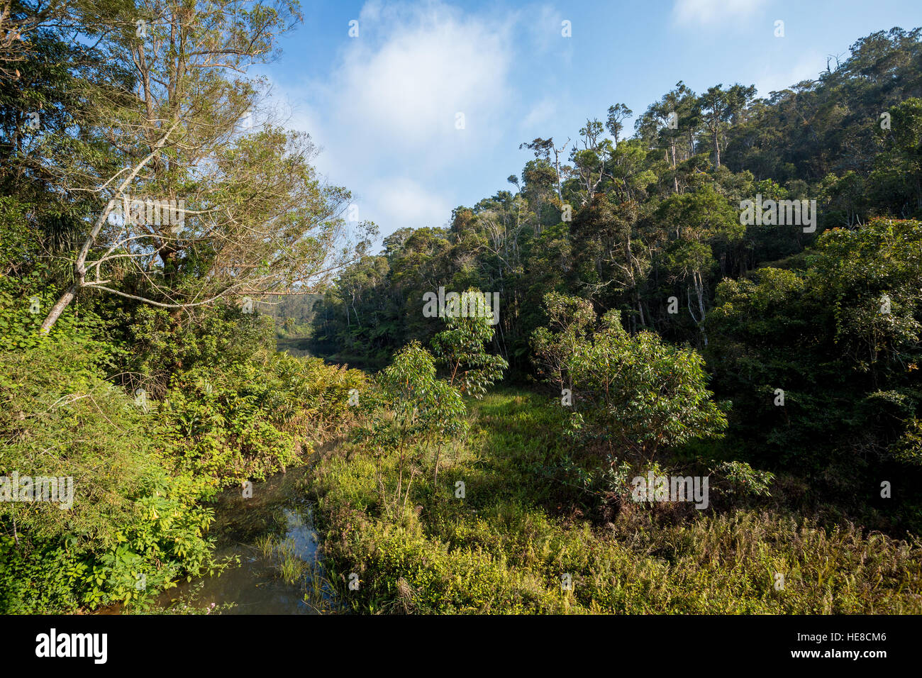 Splendido paesaggio della zona protetta in Andasibe Analamazaotra - Parco nazionale del Madagascar natura vergine deserto scena Foto Stock