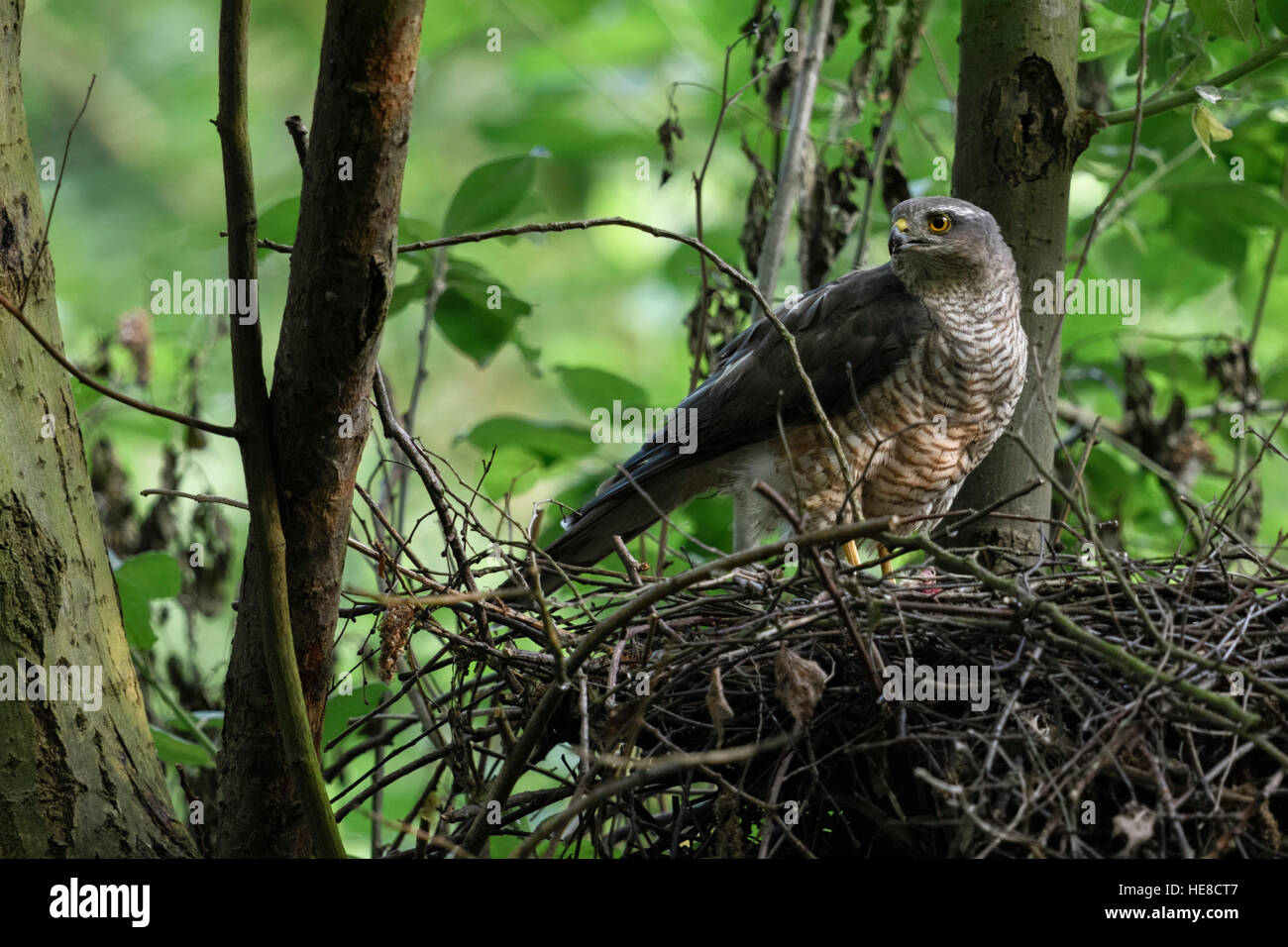 Sparviero ( Accipiter nisus ), femmina adulta, appollaiato sul bordo del suo nido d'aquila, guardando attentamente, vista laterale. Foto Stock