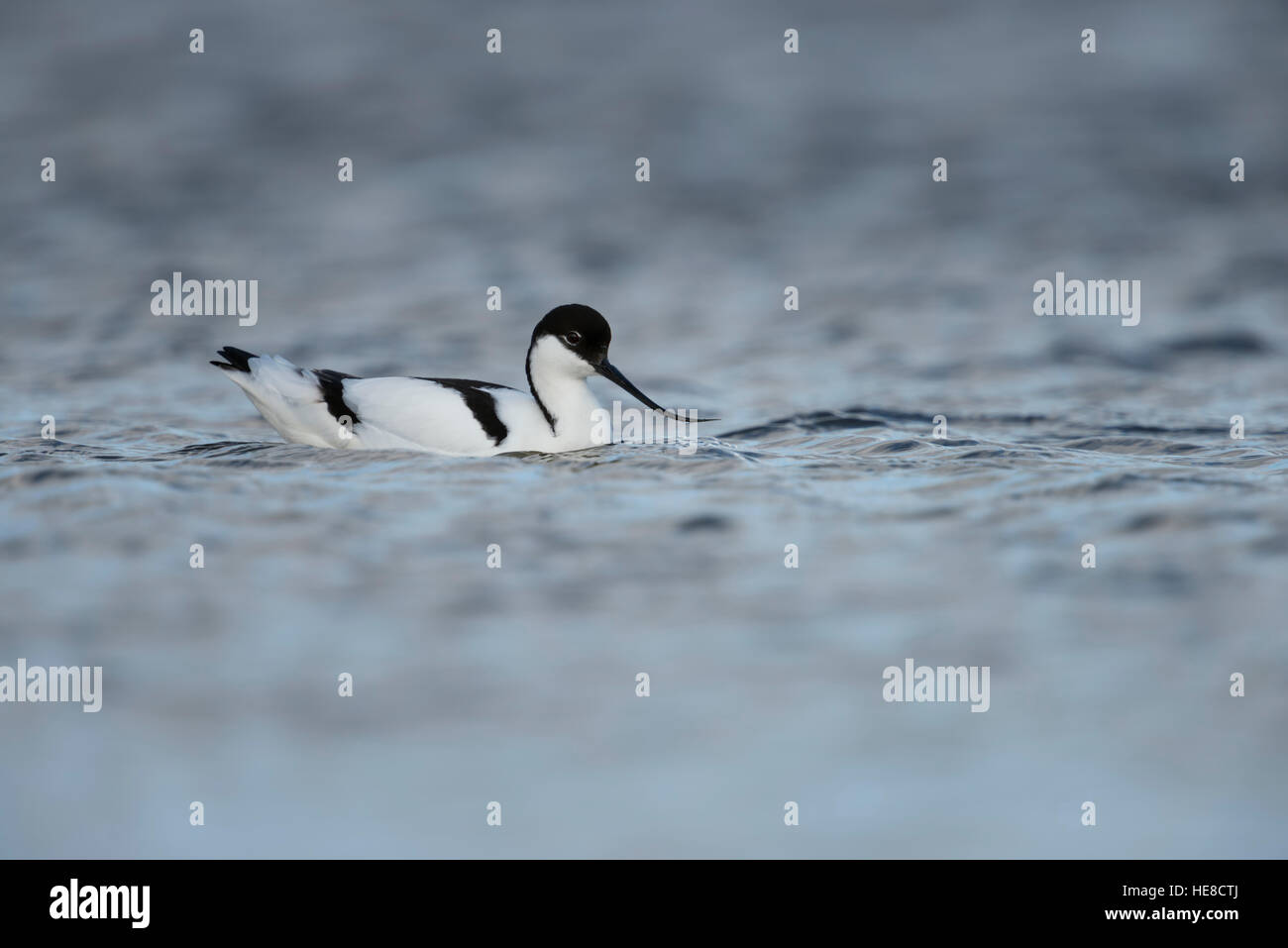 Pied Avocet / Saebelschnaebler ( Recurvirostra avosetta ), piscina / appoggiato su open water, tipico wader bird nel mare di Wadden. Foto Stock