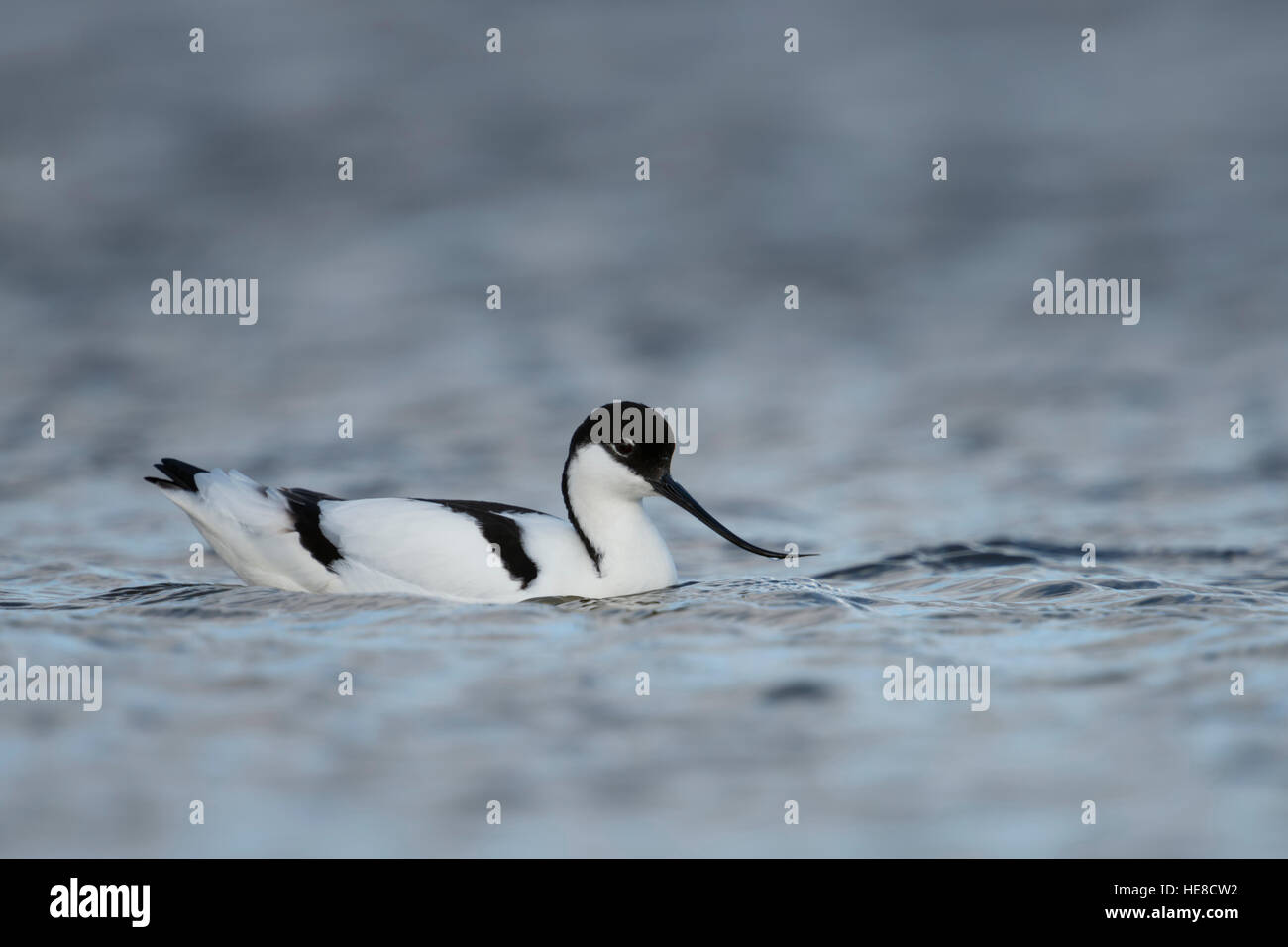 Pied Avocet / Saebelschnaebler ( Recurvirostra avosetta ), piscina / appoggiato su open water, tipico wader bird nel mare di Wadden. Foto Stock