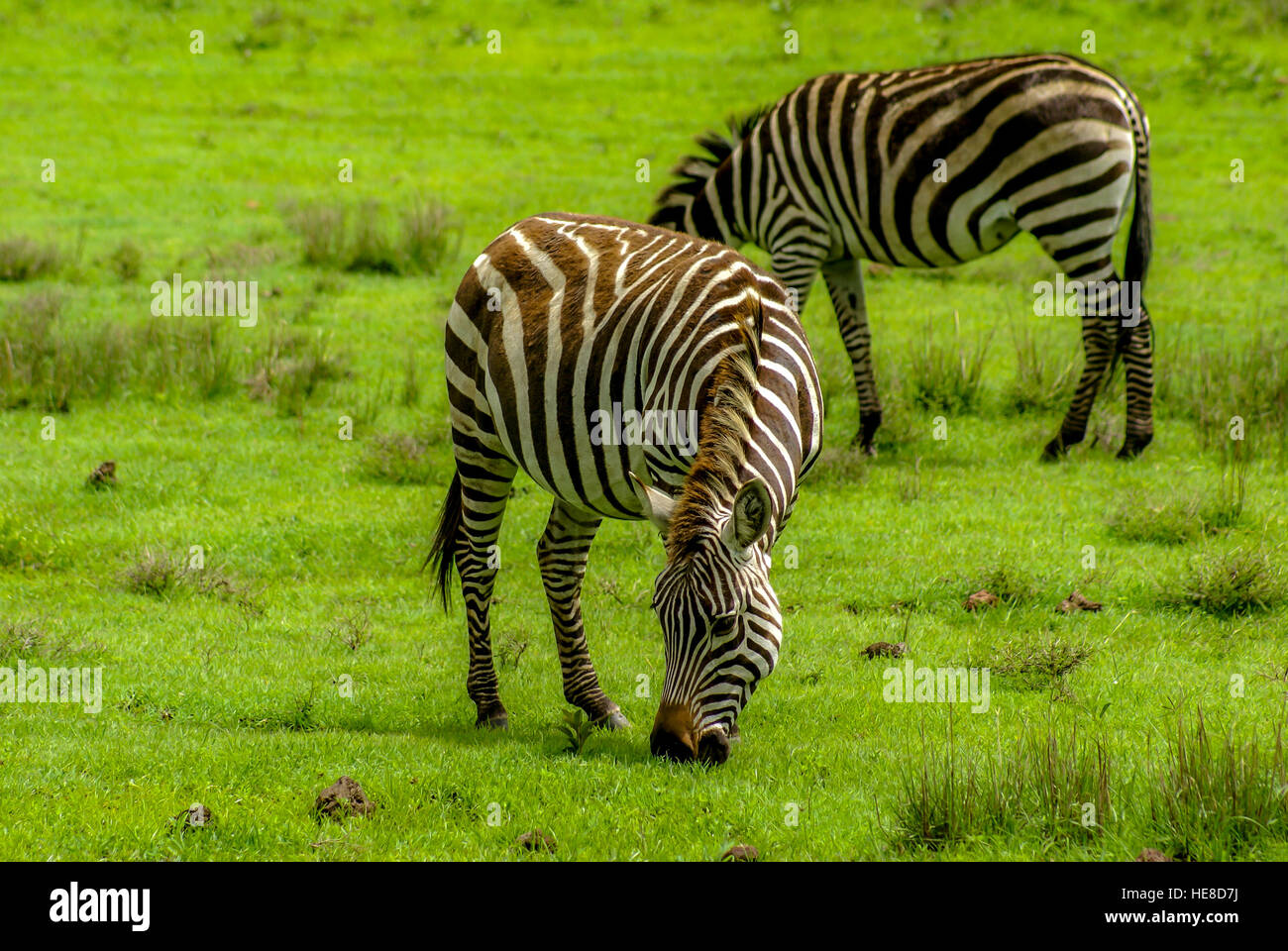 Pascolo delle zebre Foto Stock