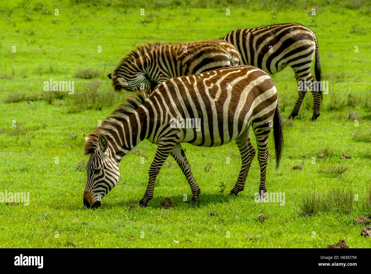Pascolo delle zebre Foto Stock