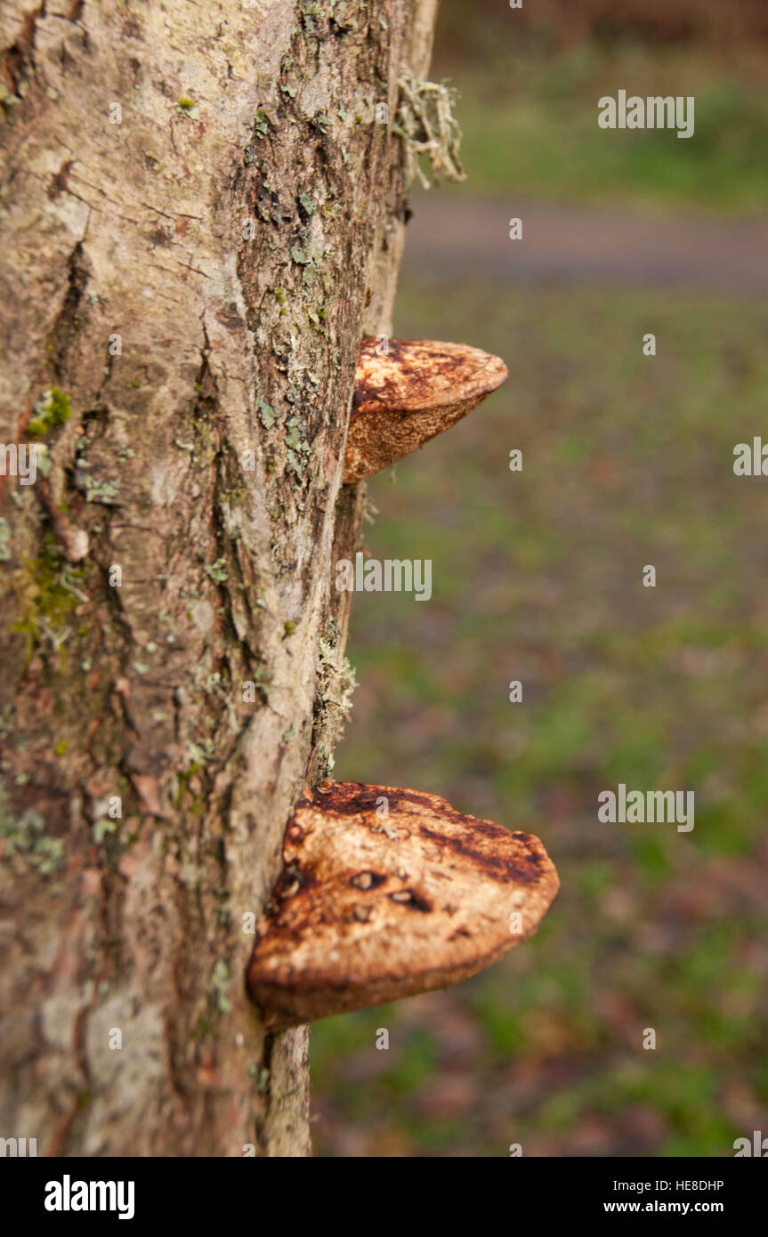 Staffa fungo su una struttura ad albero Foto Stock