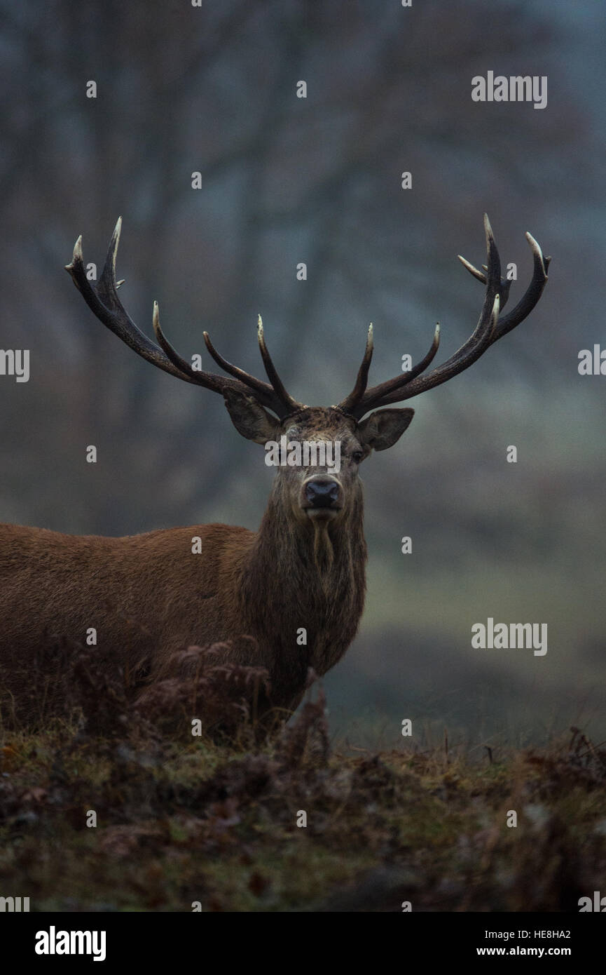 Red Deer in Richmond Park, Londra, Inghilterra. Foto Stock