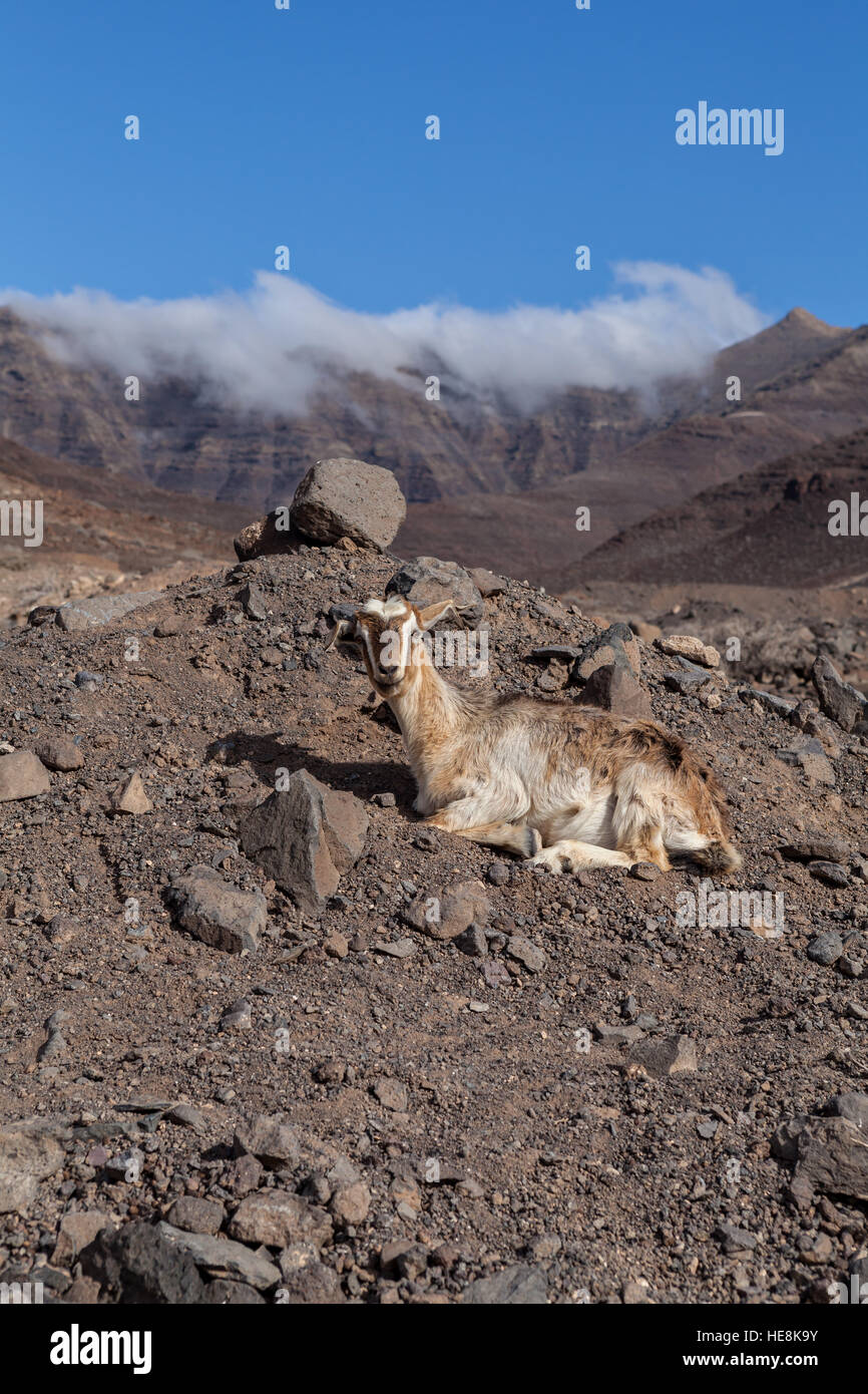 Capra su Isola Canarie Fuerteventura, Spagna Foto Stock