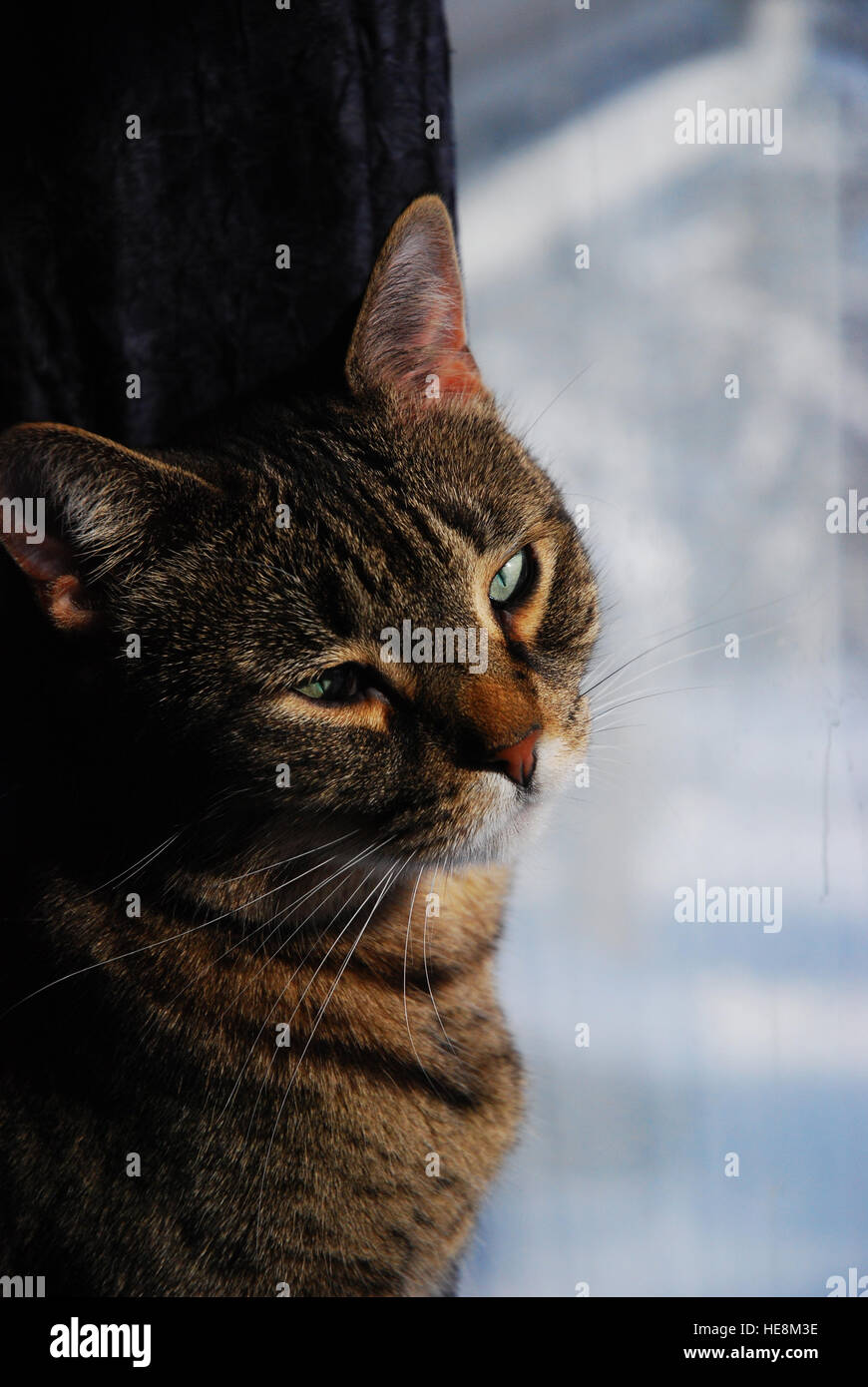 La mia tabby cat in posa nella finestra Foto Stock