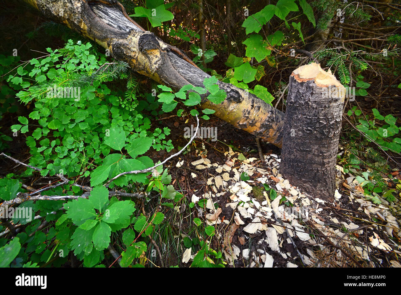 Albero abbattuto da beaver Foto Stock