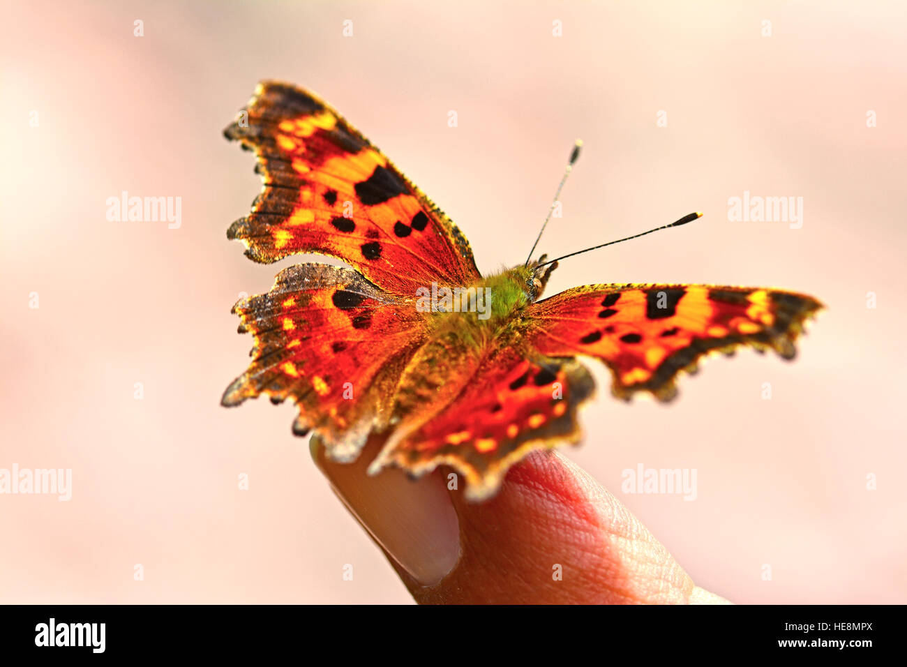 Virgola Butterfly poggiano su un dito, Foto Stock