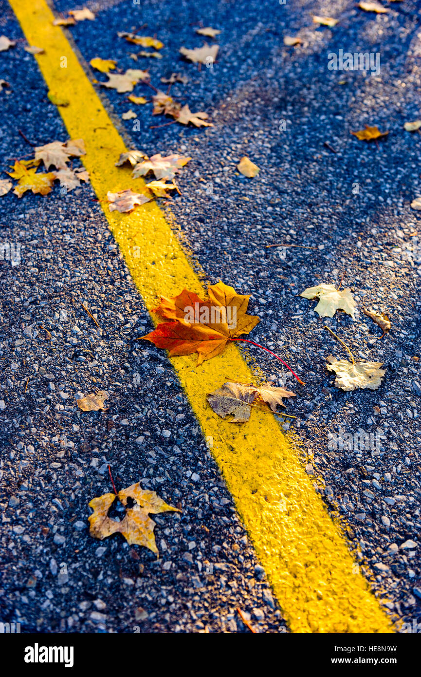 Foglie di acero sparsi attorno ad una linea gialla in una strada asfaltata. Foto Stock