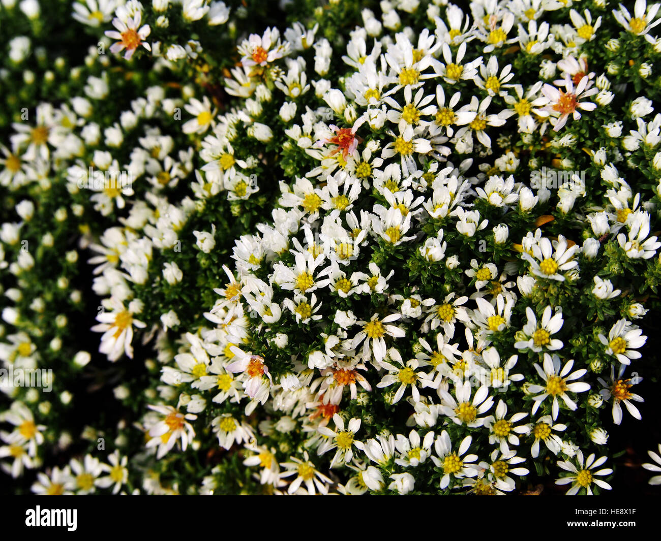 Aster speciosus " Connecticut' Foto Stock