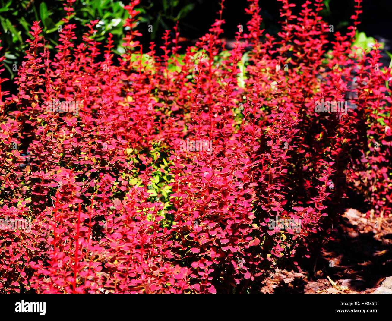 Berberis thunbergii "Orange Sunrise' - crespino Foto Stock