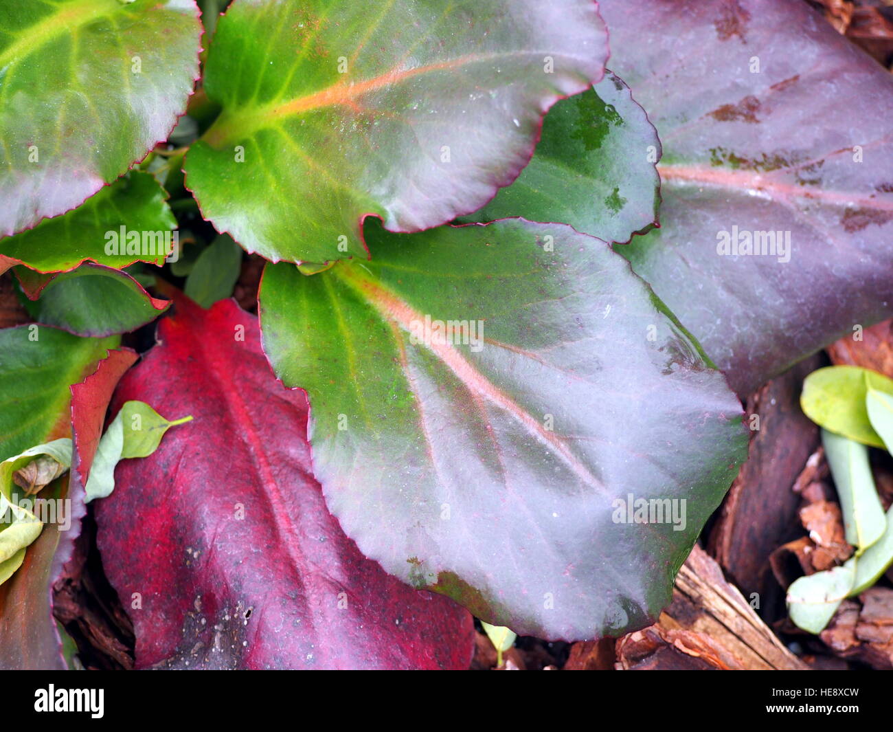 Bergenia cordifolia Foto Stock