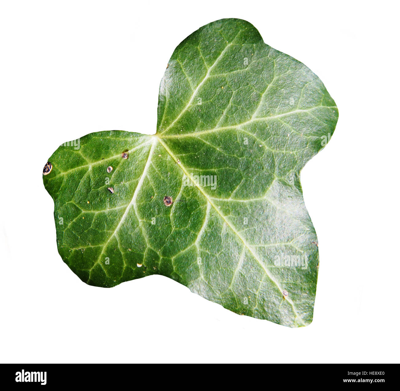 Hedera hibernica - Atlantic ivy, irlandese ivy Foto Stock
