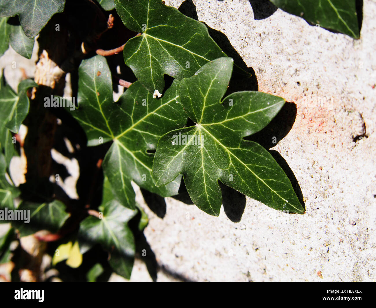 Hedera hibernica - Atlantic ivy, irlandese ivy Foto Stock