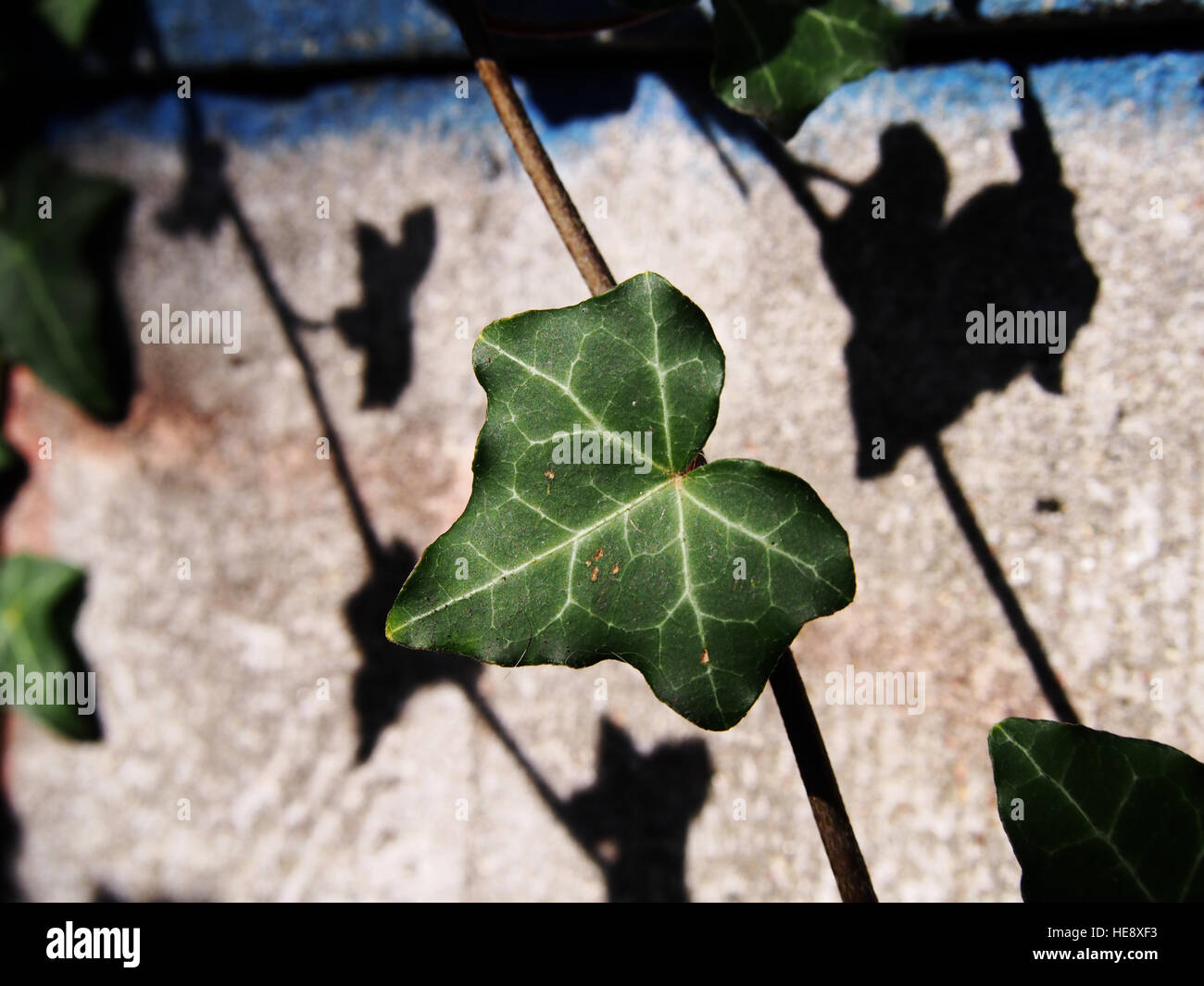 Hedera hibernica - Atlantic ivy, irlandese ivy Foto Stock