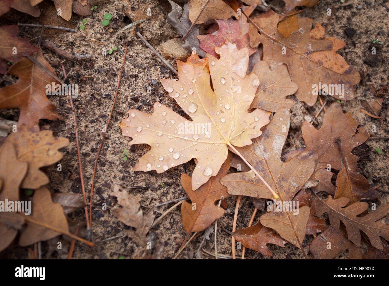 Cadono le foglie sul terreno del Parco Nazionale Zion, Utah, Stati Uniti d'America Foto Stock