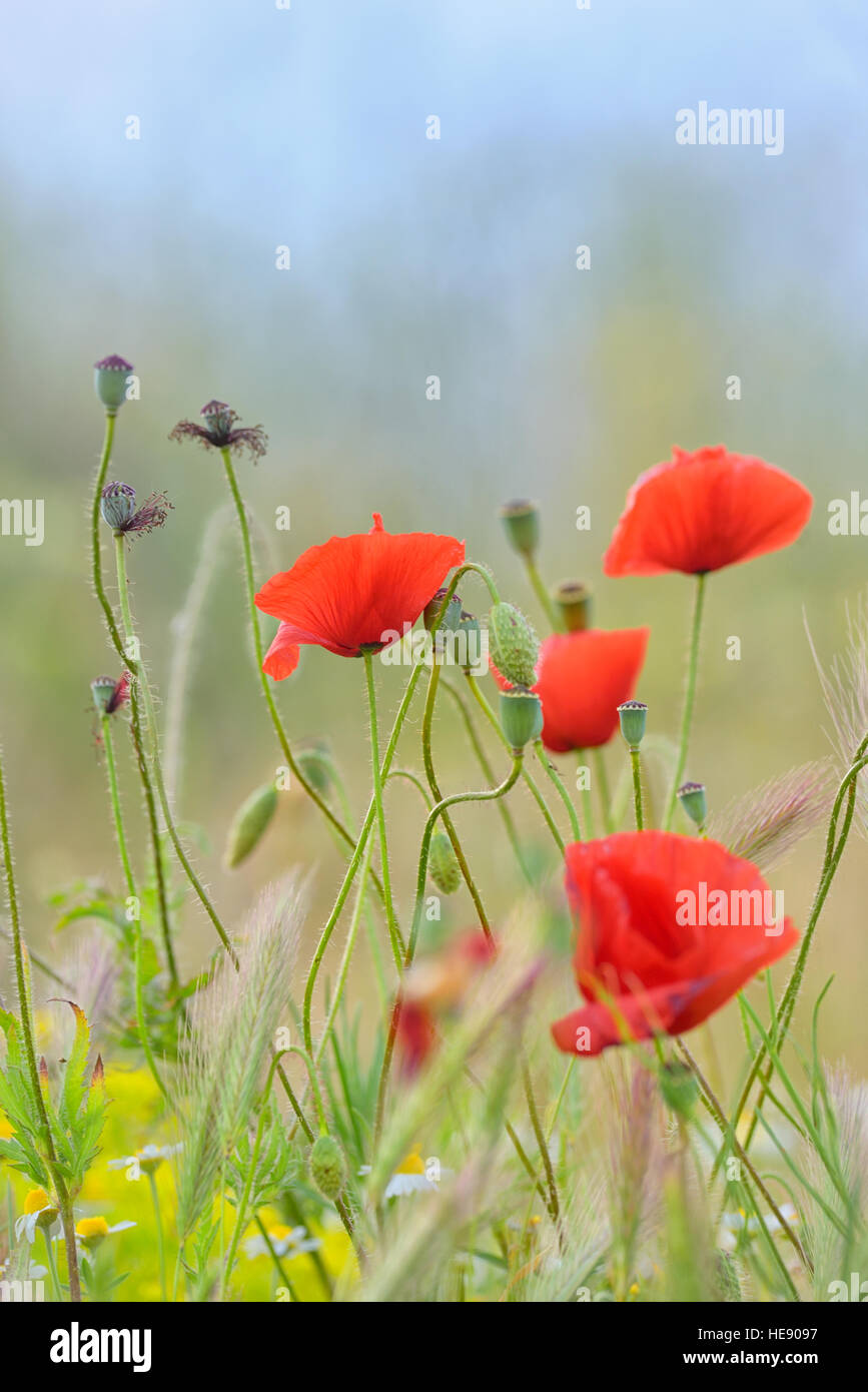 Campo di colore rosso brillante mais fiori di papavero Foto Stock