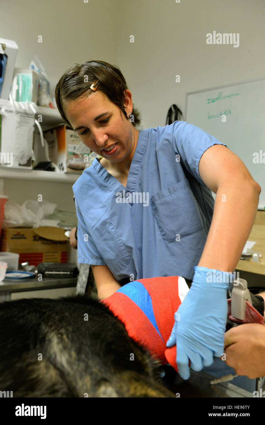 Il Mag. Jamie Swartz, un orecchio naso e gola, il chirurgo esegue il wrapping di un esercito militare cani di lavoro testa dopo un esame dell'orecchio in Craig Teatro comune ospedale veterinario della clinica su Bagram Air Field, Afghanistan, luglio 22, 2013. Swartz recentemente ha visto e trattato il cane per un'infezione all'orecchio, rotto orecchio tamburo ed ematoma auricolare. Swartz è il solo orecchio, naso e gola chirurgo in ospedale e si consulta con la clinica veterinaria quando necessario. Il personale Sgt. Stephenie Wade) Foto Stock