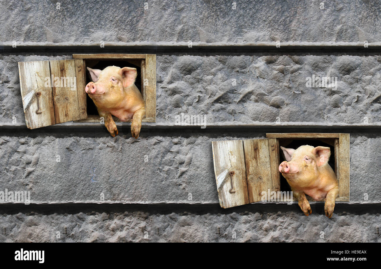 Gioia due maiali guardare fuori dalla finestra del capannone sulla parete pietroso Foto Stock