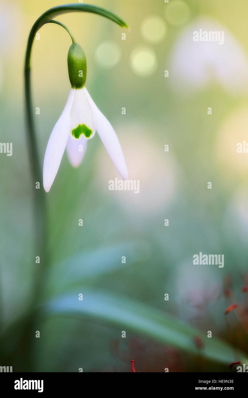 Cadute di neve primavera bianco fiori selvatici, Galanthus nivalis Foto Stock