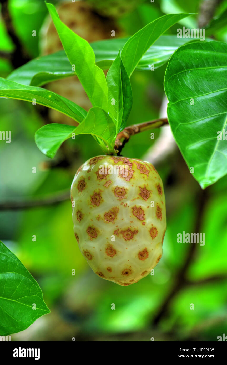 Wild Noni frutto sul ramo di albero, Borneo foresta di pioggia Foto Stock