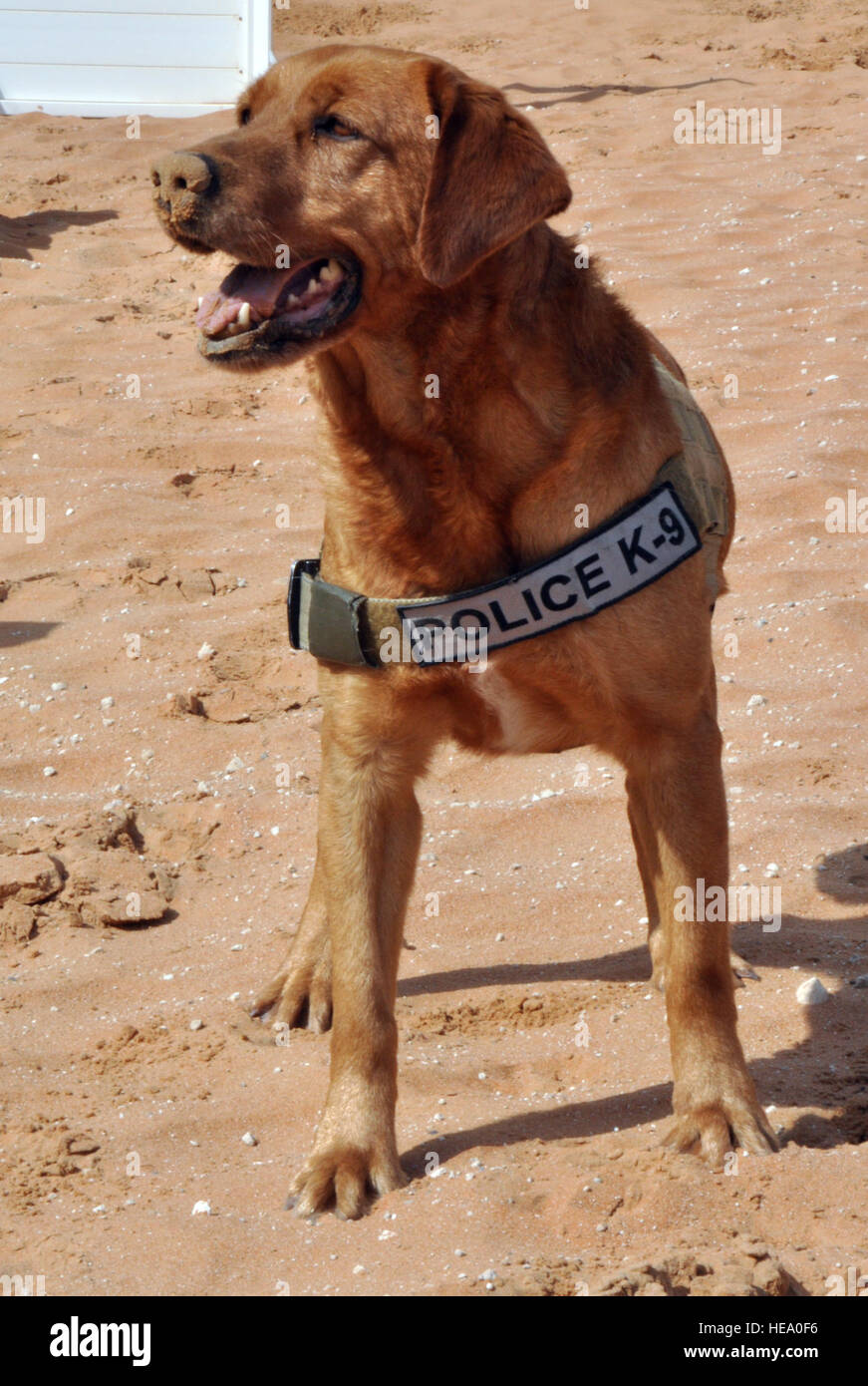 Con una sabbia-coperti naso, militari cane da lavoro Penny pause per ascoltare il suo partner il comando successivo. Penny è distribuito qui come una rivelazione frontline cane ed è di stanza presso la Base Aerea Peterson, Colo. prima del suo servizio nella Air Force, Penny servita negli Stati Uniti Marine Corps come un rivelatore indipendenti cane. Master Sgt. Aprile Lapetoda Foto Stock