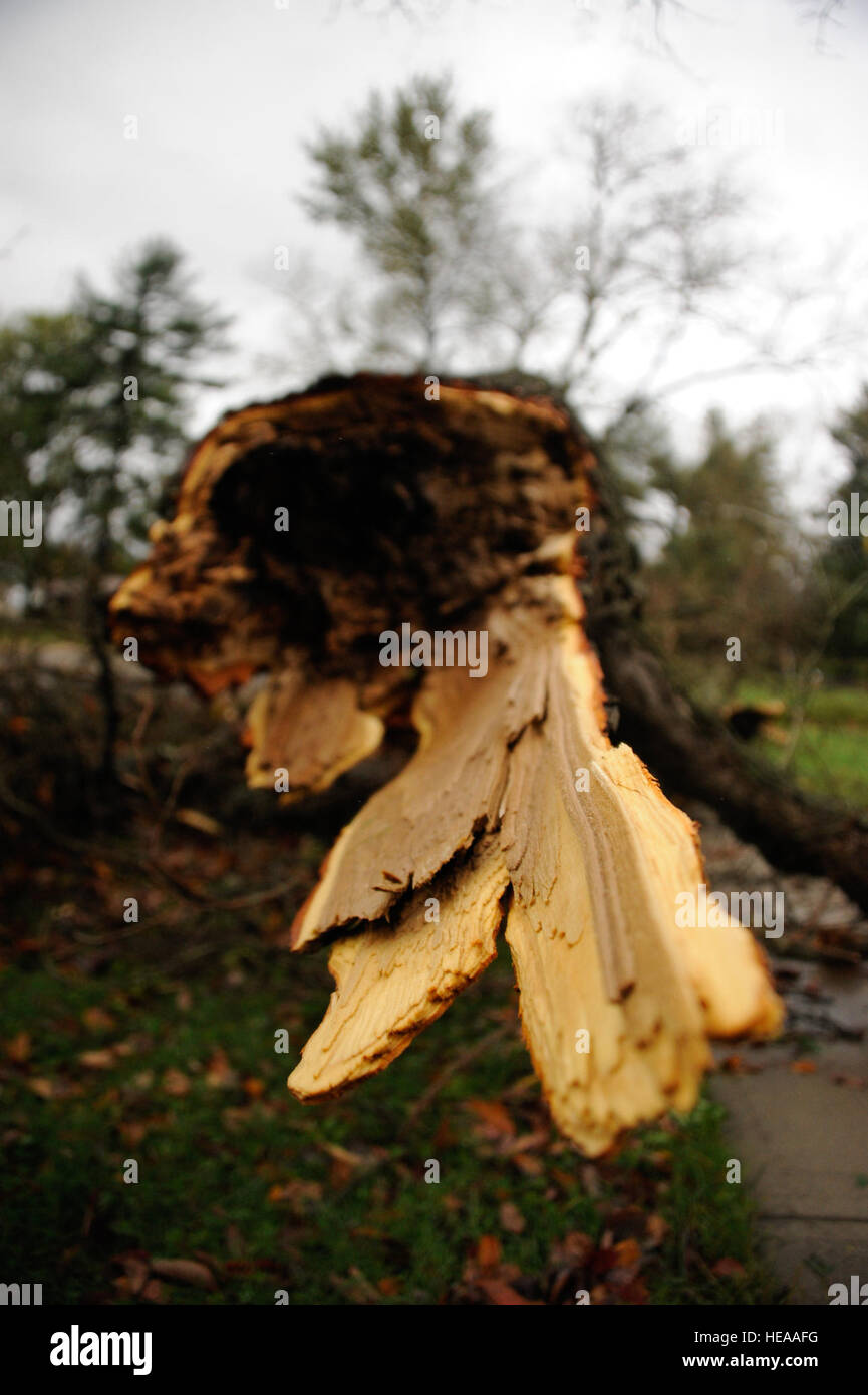 Un albero è diviso e sradicato alla Joint base McGuire-Dix-Lakehurst, New Jersey, a seguito dei forti venti e delle forti piogge dell'uragano Sandy, che hanno causato interruzioni di corrente tra gli alloggi e le strutture della base. Foto Stock