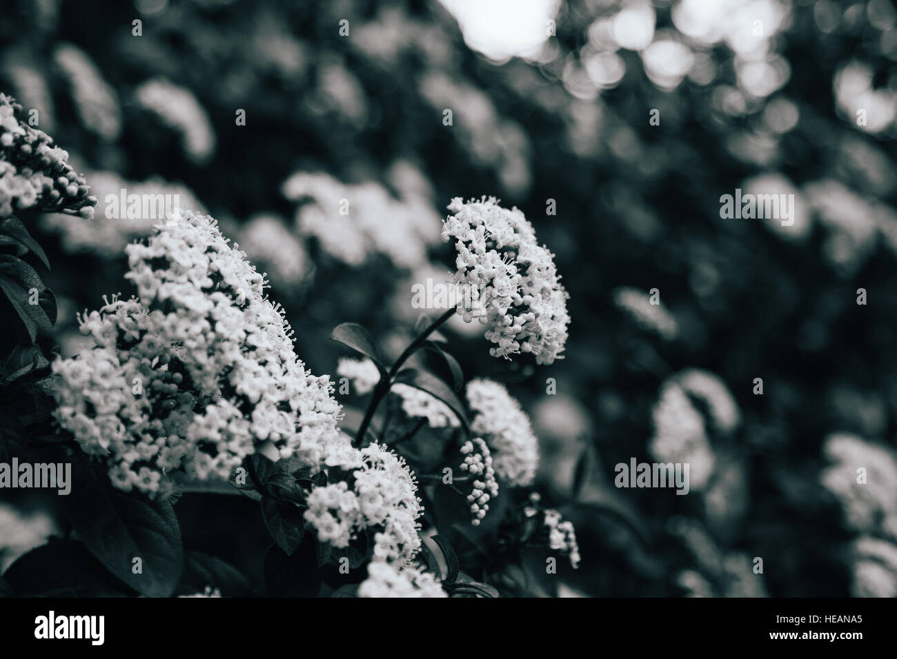 Fiori nei giardini botanici di Madrid in Spagna Foto Stock