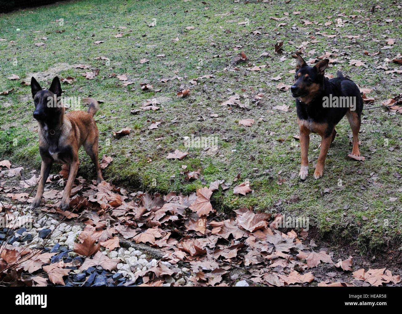 Rhea e Keira giocare scarica durante un gioco-data 7 marzo, 2015, in Weilerbach, Germania. Zampe all'estero fornisce assistenza ai membri la possibilità di favorire temporaneamente i loro animali domestici a volontari mentre lontano per obblighi militari. Airman 1. Classe Larissa Greatwood) Foto Stock